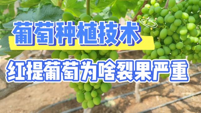 红提葡萄为啥裂果严重,这些关键点你知道吗?