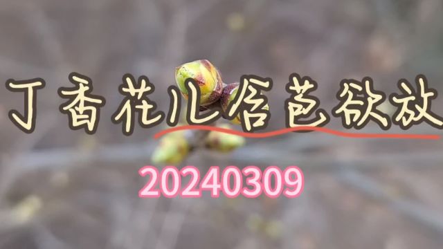 丁香花儿含苞欲放20240309