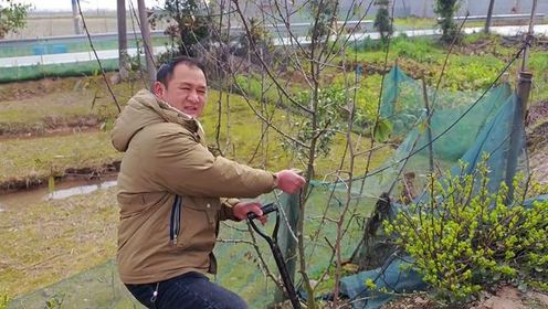 春种时节，挖红枣树苗回来栽，老爸也在助力菜地翻新#种树 #我的乡村生活
