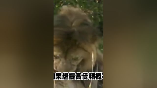 春宵一刻值千金,为何在狮子交配的时候,要发生短暂的打斗呢?2雄狮人与动物科普一下