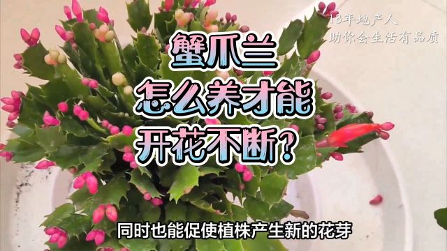 想让蟹爪兰花开不断?掌握这6个养护技巧,轻松做到!