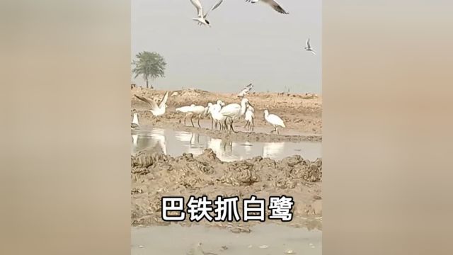 国外白鹭泛滥,巴铁在田间地用设地网将其一网打尽. #动物世界