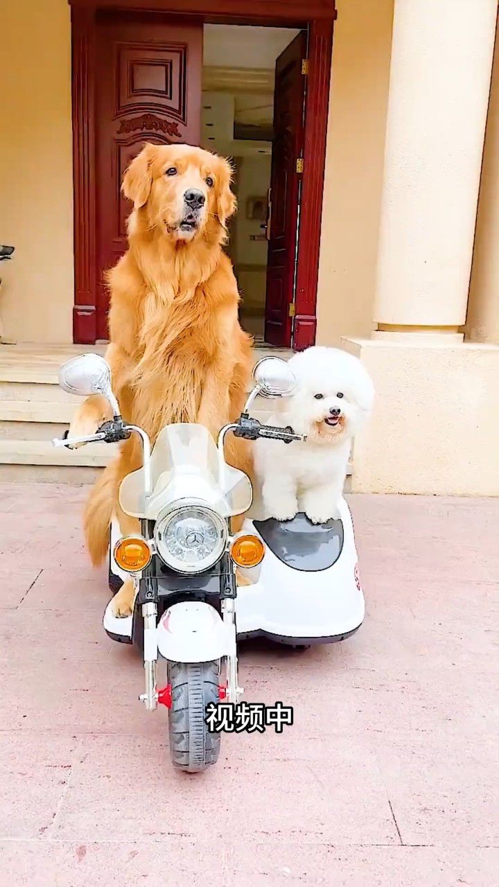 会开车的大金毛