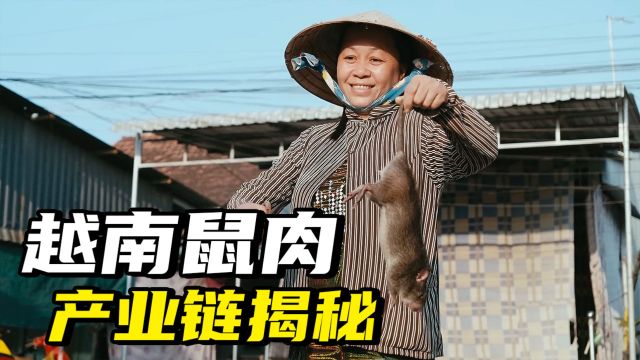 捕鼠村民一晚上赚1100元,一颗蛋蛋卖18元,越南老鼠肉产业链揭秘