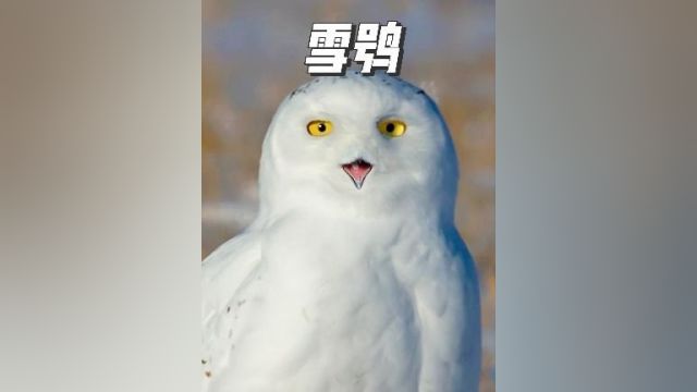 一颗雪白的秃子,雪鸮!不像个正经猛禽