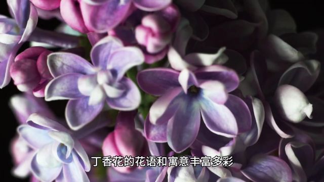 丁香的花语和寓意