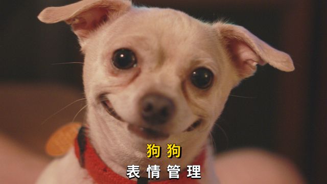 狗狗表情管理很到位,堪称教科书! 横屏硬广