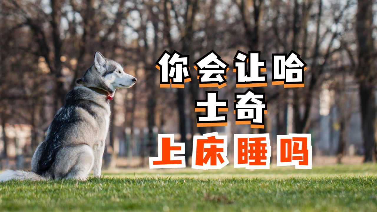 你会让你家哈士奇,上床睡觉吗