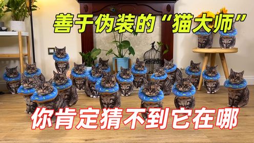 善于伪装的“猫大师”,据说百分之九十九的人才不到它藏在哪里?_高清1080P在线观看平台_腾讯视频