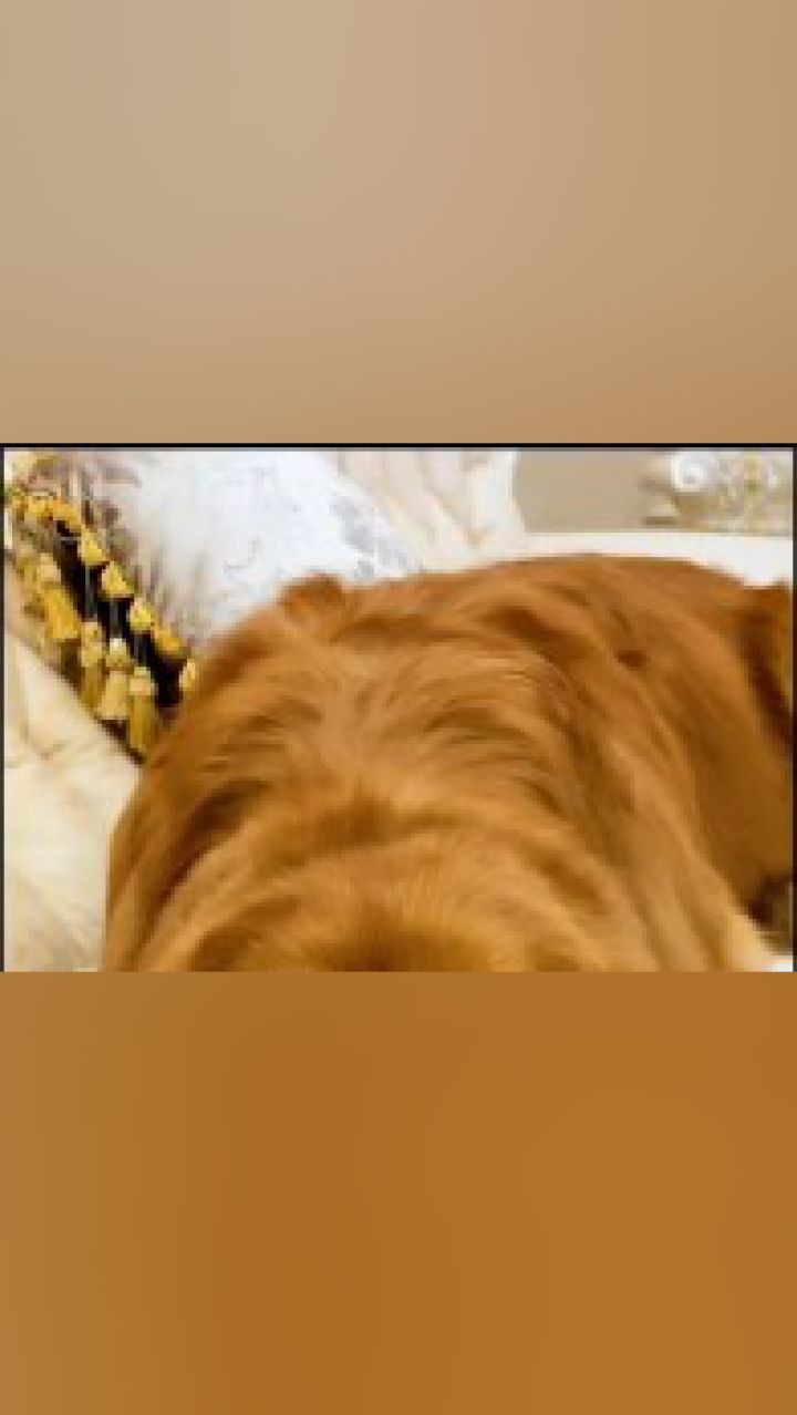 聪明的轮胎今天又做了一件意想不到的事情金毛萌宠宠物