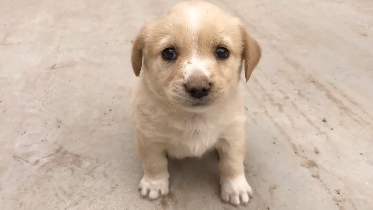 花15元买的小奶狗,妈妈却要把它摔死,男子只好偷偷摸摸的养着