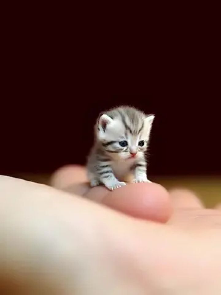 猫咪#国际小狗日 #小奶猫的治愈瞬间 #岁岁都有喵 #猫咪卖萌瞬间盘点