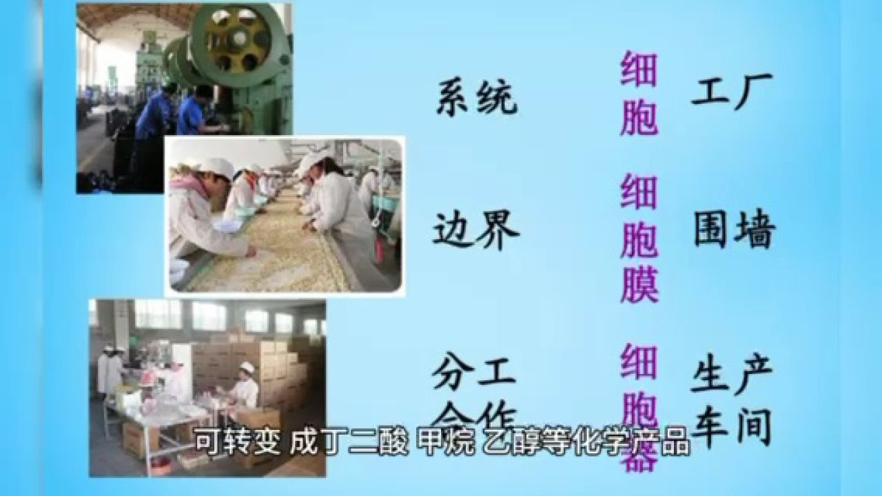 新知|细胞工厂,万物皆可"造"?揭秘神奇的"微生物打工仔"