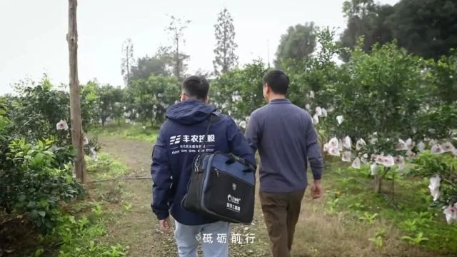 十年耕耘:丰农控股在农业现代化浪潮中的崛起与坚守