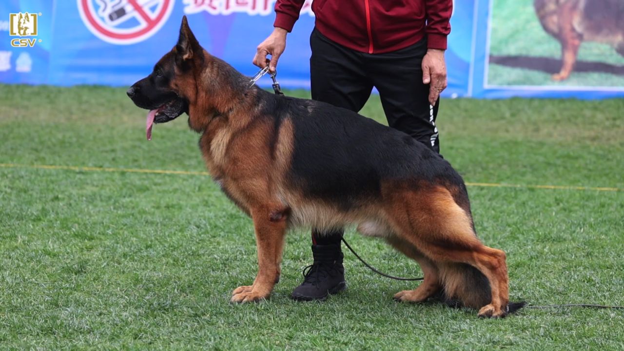 2023年秋季·csv德国牧羊犬中国优胜繁殖展成年公犬组va1犬只讲评