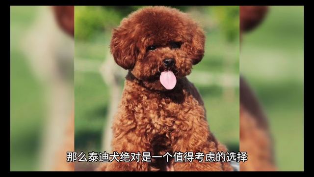 贵宾犬小型宠物犬