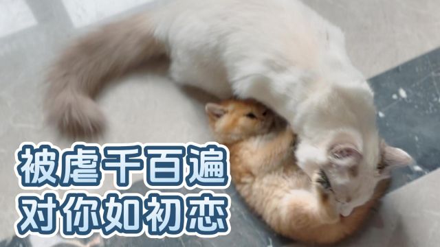 大猫虐小猫千百遍,小猫依旧待大猫如如初恋,且看大猫在干嘛?