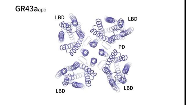 浙大与中科院学者在Science发文:糖分子如何“激活”味蕾