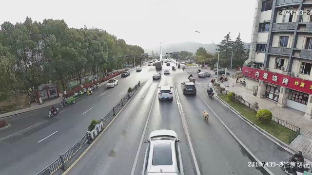 诸暨街头惊现白色牦牛狂奔,穿过车流,跑上大桥,横跨浦阳江……