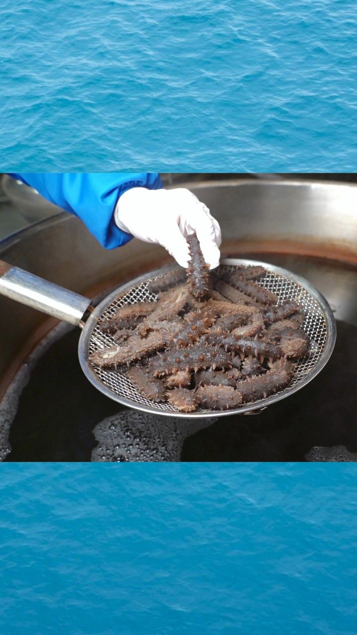 官参堂大连海参,底播海参,自然生长,自有工厂,品质保证