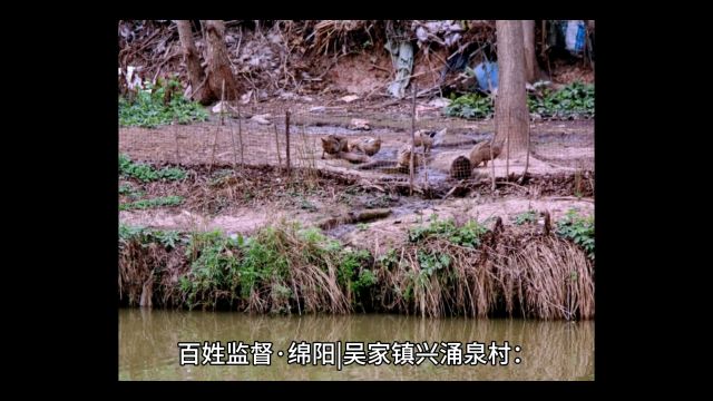 百姓监督ⷮŠ绵阳|吴家镇兴涌泉村:河道两岸脏乱差 污水直排入河