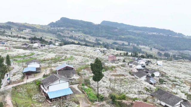 四川宣汉庙安万亩李花盛开,大地像被白雪覆盖