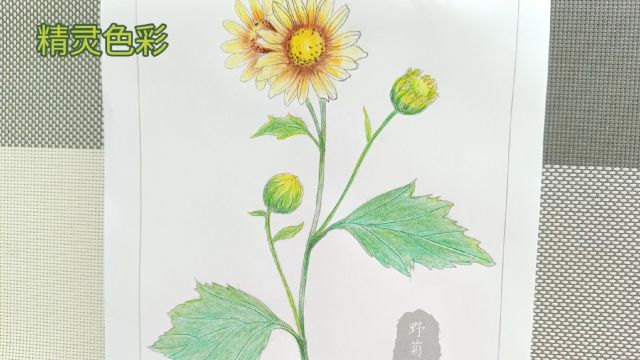 中国画中草药野菊花第2节白描彩铅绘画视频教学教程