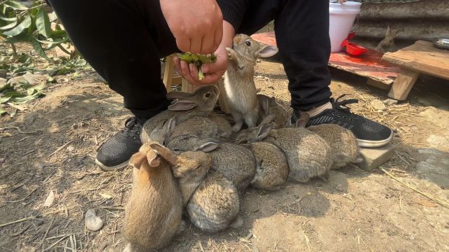 喂兔日常,我的农场日记