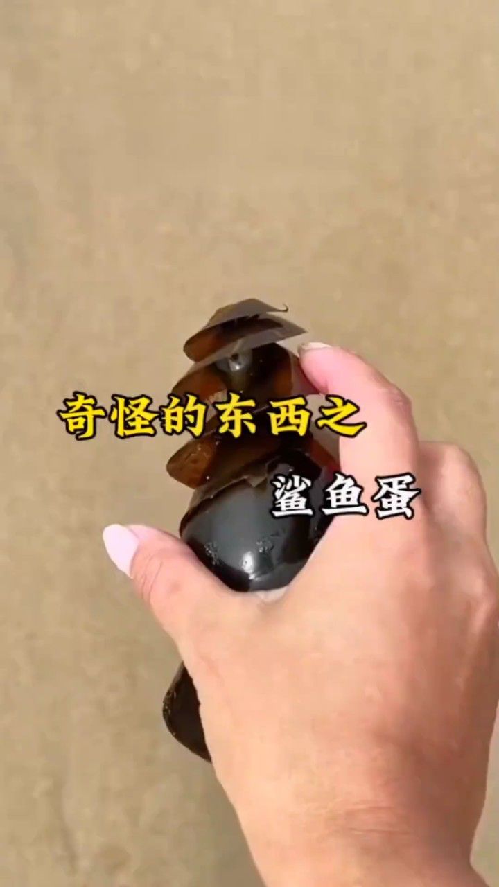 这是什么奇怪的东西 原来是鲨鱼蛋