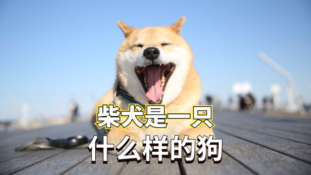 关于柴犬的那些事,你都了解多少?