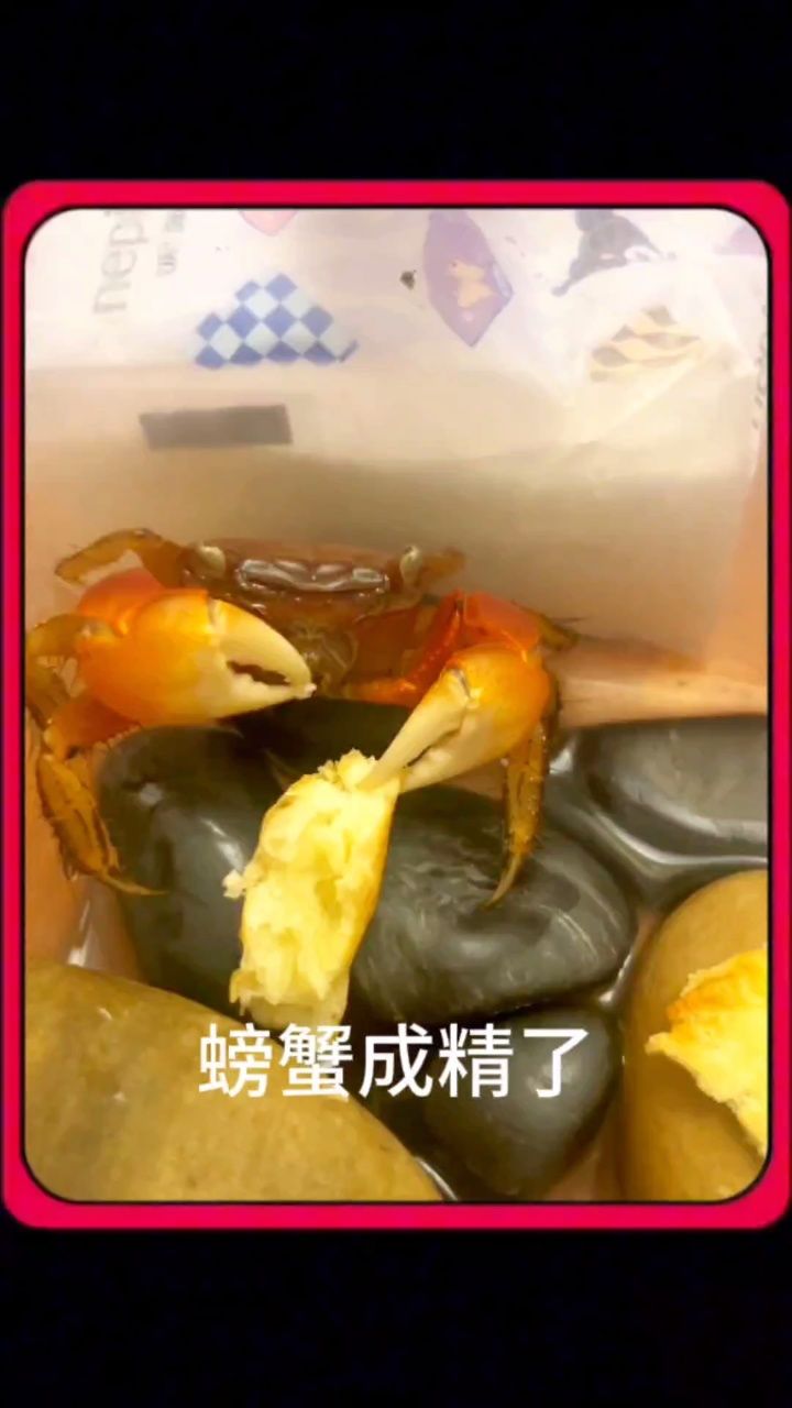 螃蟹成精了