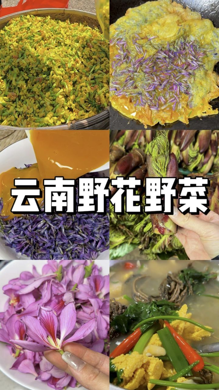 云南这么多野花野菜你们吃过几种呢