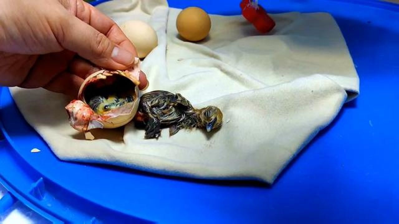人工孵化 #手养鹦鹉 #手养玄凤