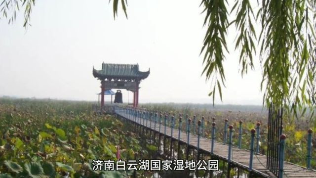 山东济南白云湖国家湿地公园,山东较集中的第一红莲观赏区