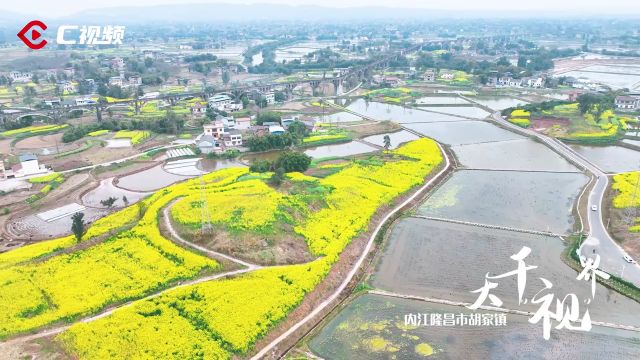 大千“视”界|飞跃稻田与花海 隆昌大地绘出美丽春耕图