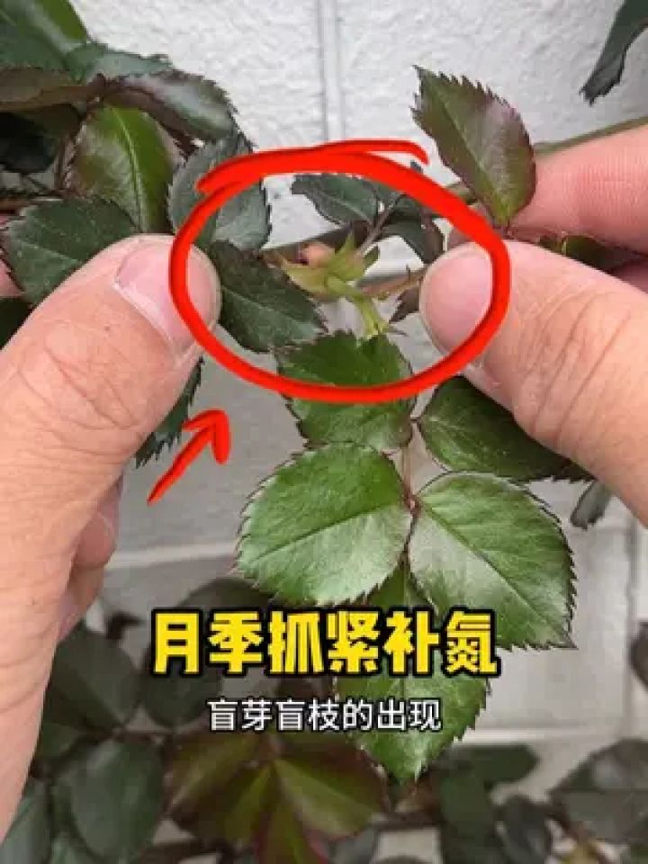 月季不补氮,会导致盲芽盲枝,开花少 #月季 #月季养护 #养花小知识