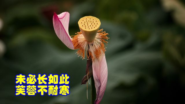 品鉴唐诗 未必长如此 芙蓉不耐寒 寒山 《城中蛾眉女》