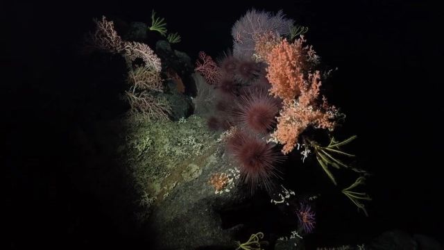 耀斑奇观、水下山峦、海草世界、野火肆虐 | 2月科技图片,独特自然不再