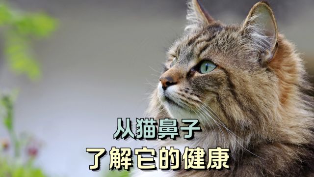 从猫咪鼻子的状态,可以了解它的身体!