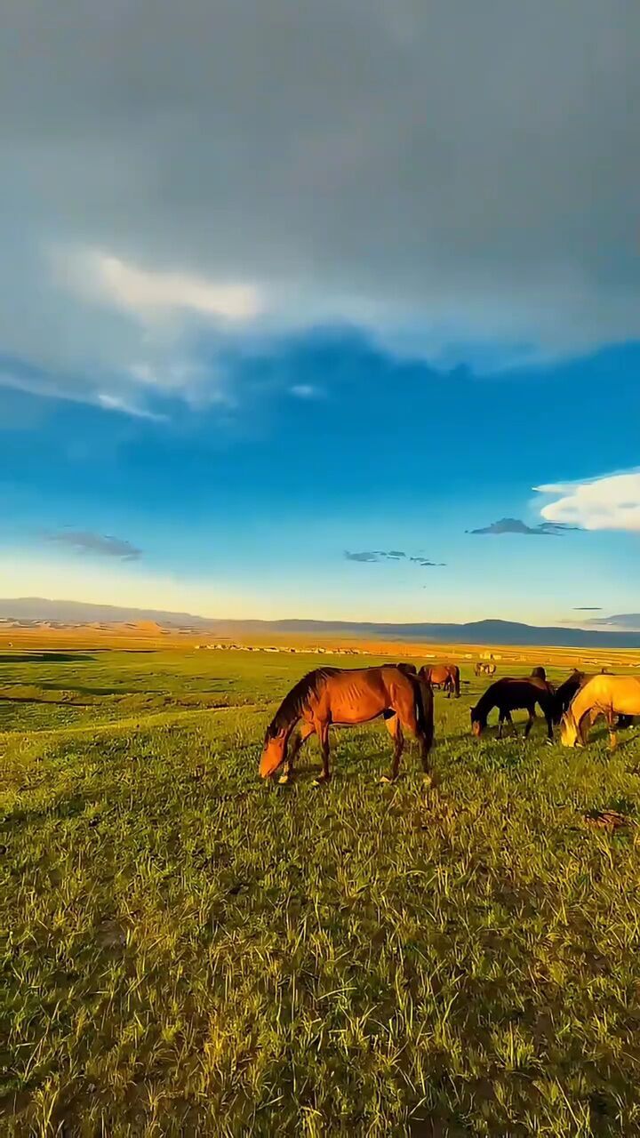 给大家分享我的航拍,#骏马奔驰在辽阔的草原上