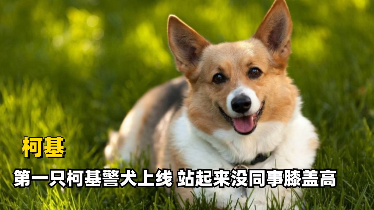 原来柯基也能当警犬,主打身高不够智商来凑,站起来没同事腿高