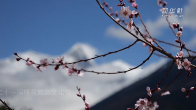 文旅新探|西藏林芝桃花行