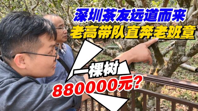 一棵树880000元?深圳茶友远道而来,老高亲自带队直奔老班章!