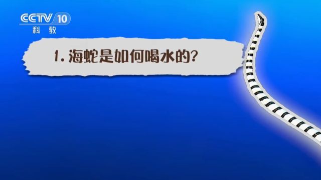 海蛇有很强大的本领适应环境,那么海蛇是如何喝水的呢?