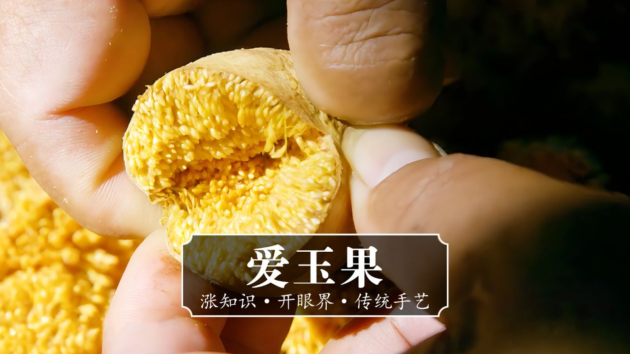 邹族人冒着风险也要采摘的爱玉果到底有何魔力?