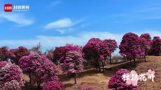 美翻了!攀枝花米易县高山杜鹃花怒放 满山彩色花海|走花路