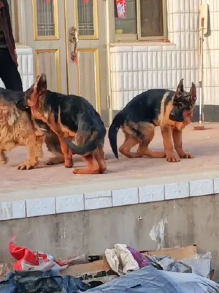 锤系德牧 #养狗的乐趣 #德牧犬 #萌宠日常记录 #德牧德牧