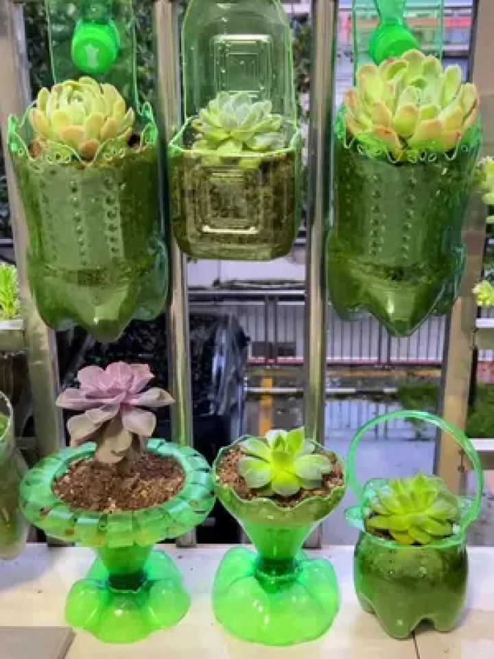 饮料瓶子不要扔变废为宝做花盆吧#变废为宝 #空瓶子的妙用 #手工