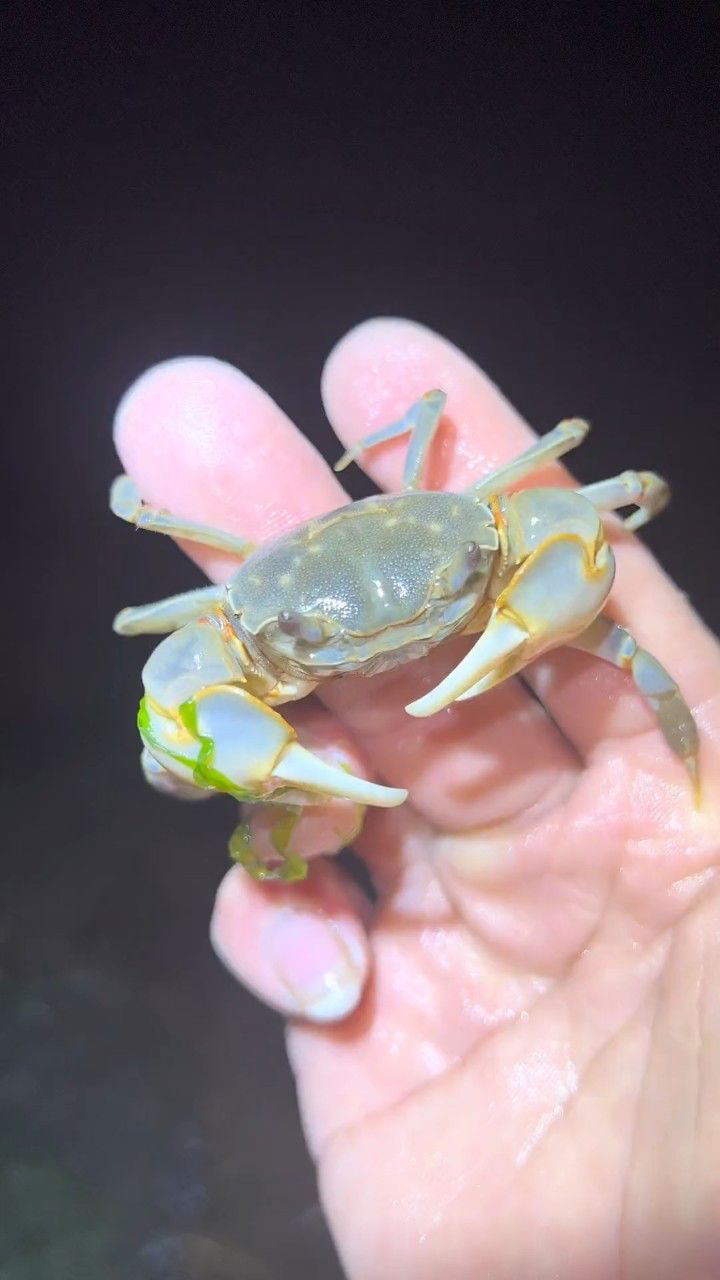 到了饭点出来觅食,居然偶遇到了肥美的发财蟹和跳跳鱼,它居然还攻击我