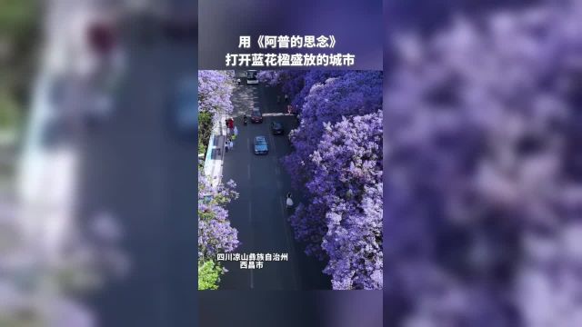 用《阿普的思念》打开蓝花楹盛放的城市